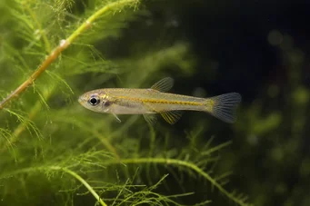Lepidarchus adonis Tetra Adonis, Tetra nua