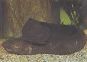 Lepidosiren paradoxa América do Sul Lepidosi...