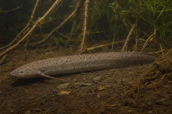 Lepidosiren paradoxa América do Sul Lepidosirène
