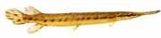 Lepisosteus osseus Pike de crocodilo
