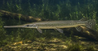 Lepisosteus osseus Pike de crocodilo