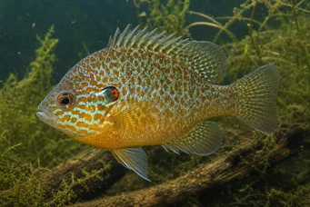 Lepomis gibbosus Pólo solar ou pólo de arco -íris