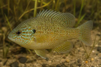 Lepomis humilis Pólo solar com pontos laranja