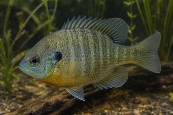 Lepomis macrochirus Polo de sol azul
