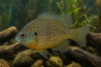 Lepomis punctatus Ponto Sun Pólo
