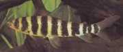 Leporinus fasciatus fasc... Leporinus com bandas pre...