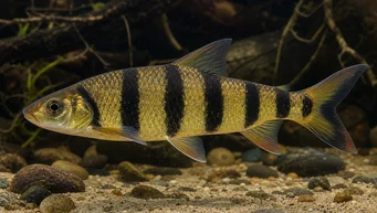 Leporinus fasciatus fasciatus Leporinus com bandas pretas