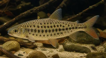 Leporinus maculatus Leporinus manchado