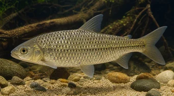 Leporinus megalepis Leporinus com grandes escalas