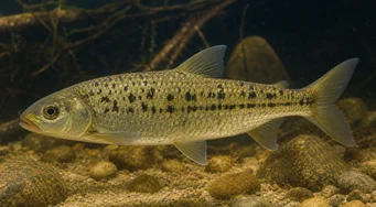 Leporinus moralesi Leporinus maduro