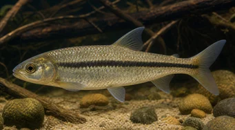 Leporinus nigrotaeniatus Listras pretas Leporinus