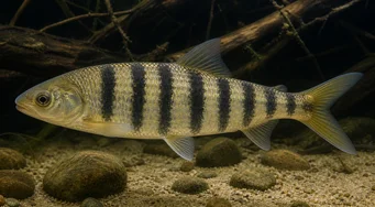 Leporinus octofasciatus Leporinus com barbatanas vermelhas
