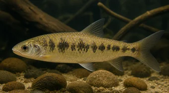 Leporinus pellegrini Pellegrin leporinus