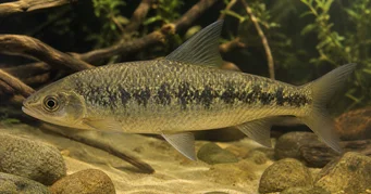 Leporinus steyermarki Steyermark Gray Leporinus