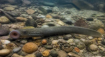 Lethenteron kessleri Kessler Lamprey