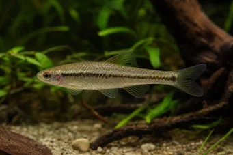 Lilius sp Limule