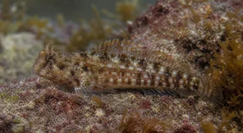 Lipophrys pholis Comum