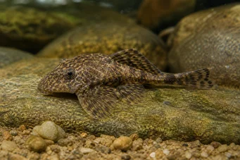 Lithoxus bovallii Litoxus bovallii