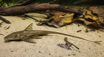 Loricaria parva Loricaire