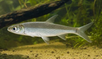 Luciosoma setigerum Apollo Shark