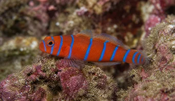 Lythrypnus dalli Catalina Gobie