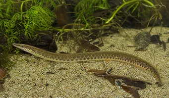 Macrognathus aculeatus Masta a ocle