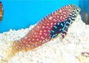 Macropharyngodon bipartitus Labre vermiculado