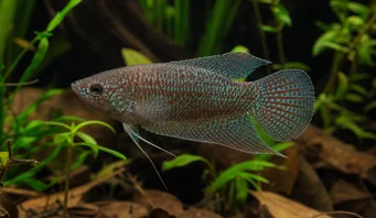 Macropodus cupanus Peixe de pesca de cauda de cauda marrom