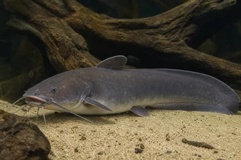 Malapterurus electricus Peixe -gato elétrico