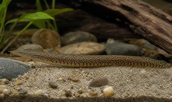 Mastacembelus armatus Coluna gigante