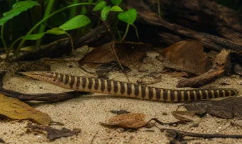 Mastacembelus circumcinctus Eel de cinto espinhoso