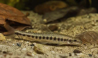 Melanocharacidium dispilomma Melanocharacidium Dispymma