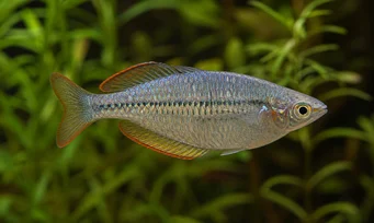 Melanotaenia maccullochi Peixe arco -íris anão