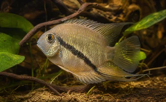 Mesonauta festiva Bandeira de Cichlid
