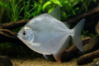 Metynnis hypsauchen Métynnis com cabeças grandes