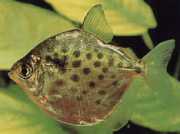 Metynnis maculatus Metynnis pontuado