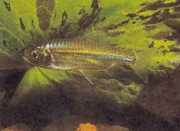 Micralestes acutidens Tetra africana com dentes afiados