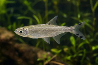 Micralestes acutidens Tetra africana com dentes afiados