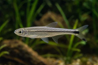 Micralestes elongatus Tetra africana cônica