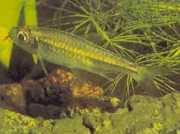 Micralestes humilis Tetra africana com barbatanas vermelhas