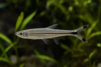 Micralestes humilis Tetra africana com barbatanas vermelhas