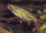 Micralestes occidentalis Tetra da África Ocidental