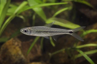Micralestes occidentalis Tetra da África Ocidental