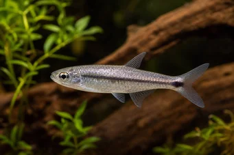 Micralestes stormsi Tetra vermelha do Congo Verdadeiro
