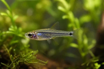 Microrasbora kutobai Néon verde