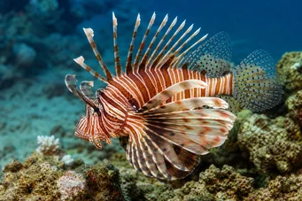 Milles de pterois Peixe escorpião