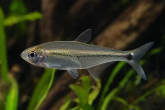 Mimagoniates lateralis Tetra-Glande com lados barrados