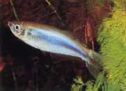 Mimagoniates microlepis Pequenas escalas tetra-Barberos