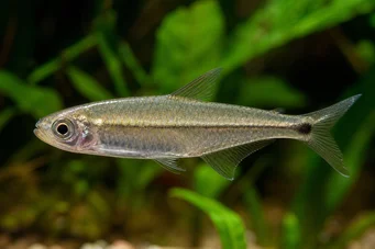 Mimagoniates microlepis Pequenas escalas tetra-Barberos