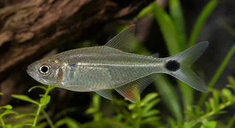 Moenkhausia oligolepis Moenkhausia com olhos vermelhos